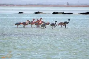 ​​اجرای طرح فرهنگی آموزشی جوامع محلی حوزه تالاب کافتر، اقدامی برای احیای تالاب ها