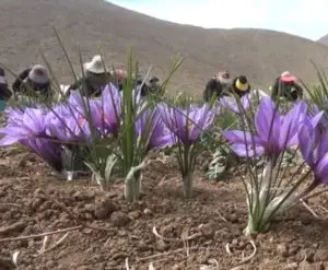 برداشت زعفران در اقلید