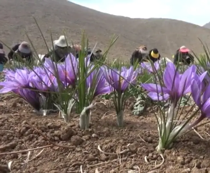 برداشت زعفران در اقلید