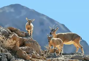 سرشماری حیات وحش منطقه شکار ممنوع بصیران