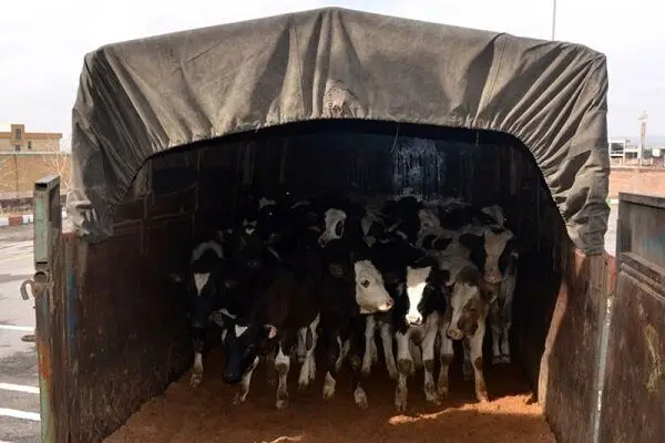 توقیف خودروهای حامل گوساله قاچاق در نی‌ریز