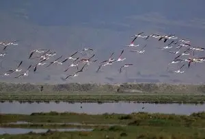 کوچ پرندگان به تالاب کمجان / مشاغل خرد در حاشیه تالاب‌ها تقویت شوند