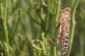 طغیان ملخ مراکشی در بستر تالاب پریشان