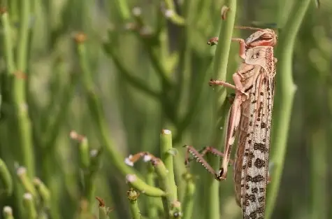 طغیان ملخ مراکشی در بستر تالاب پریشان