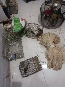 کشف ۱۵ سهره وحشی ، تور و قفس صید پرندگان در خرامه