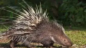 شکارچی حرفه‌ای تشی در شیراز به دام افتاد