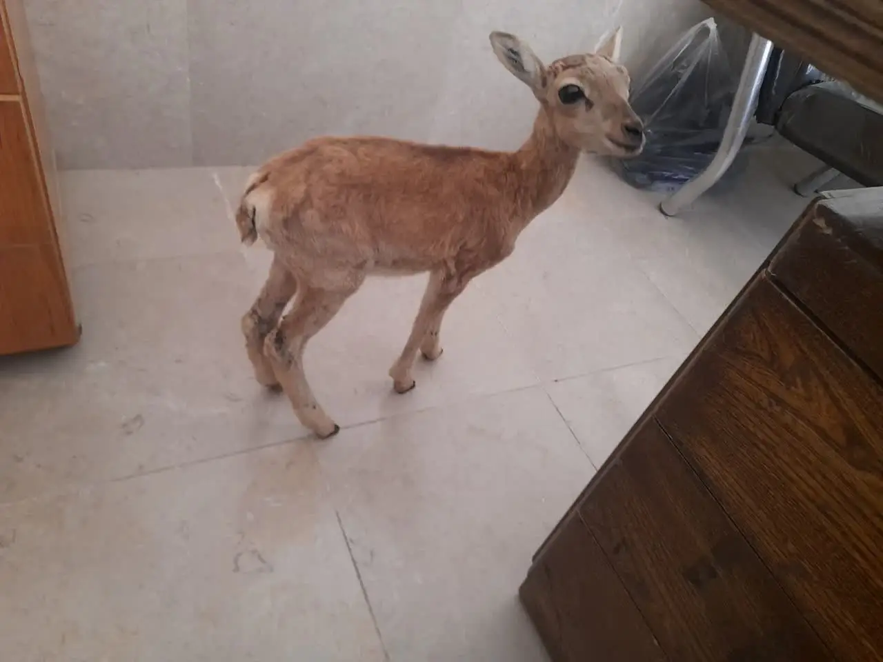 صیاد بره وحشی در اقلید به دام افتاد