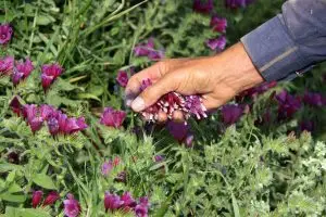فارس رتبه اول کشور در کشت گیاهان دارویی را دارد