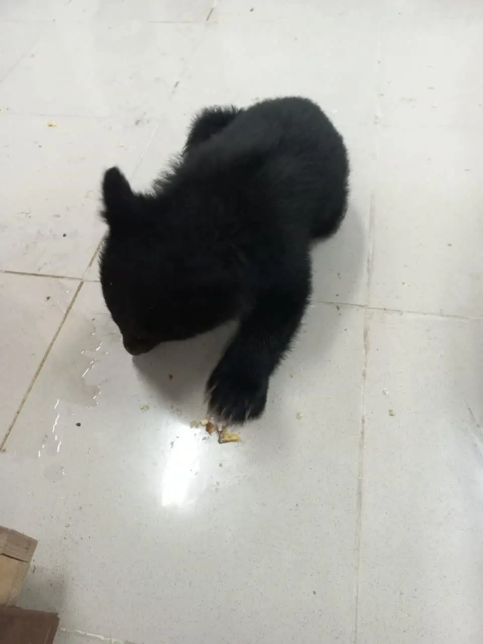 کشف و ضبط یک توله  خرس سیاه و تعداد ۴۷۴ قطعه پرنده نابالغ مرغ مینا در شهرستان بختگان