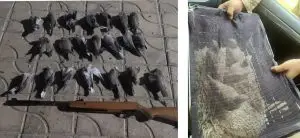 کشف ۴ کبک زنده و ۲۱ قمری شکار شده از متخلفین شکار در شهرستان کازرون