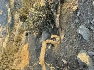 مدیر کل حفاظت محیط زیست دستور پیگیری قانونی قطع حدود  ۴۰ اصله درخت بلوط در ابوالحیات کوهچنار را صادر کرد