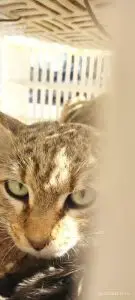 یک گربه وحشی به طبیعت بختگان در شهرستان نی ریز بازگشت