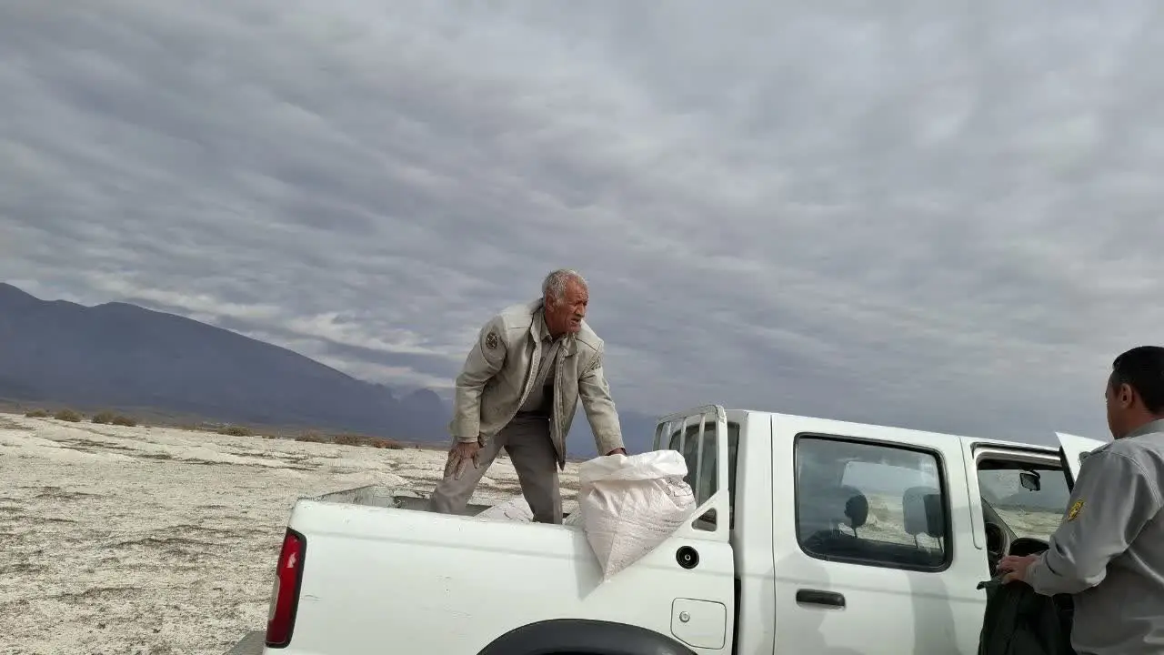 دانه پاشی اداره محیط زیست بختگان   دریاچه های طشک بختگان  بستری برای تغذیه پرندگان مهاجر