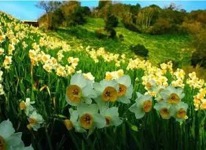 عطر دلنشین نرگس فارس در کشور ماندگار شد