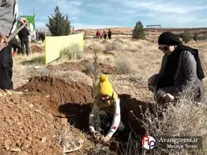 گزارش تصویری / سرسبزی طبیعت فارس با کاشت ۵۰۰ هزار اصله نهال