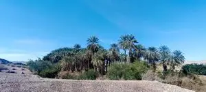 ثبت حضور خرس سیاه آسیایی در جنوب استان فارس