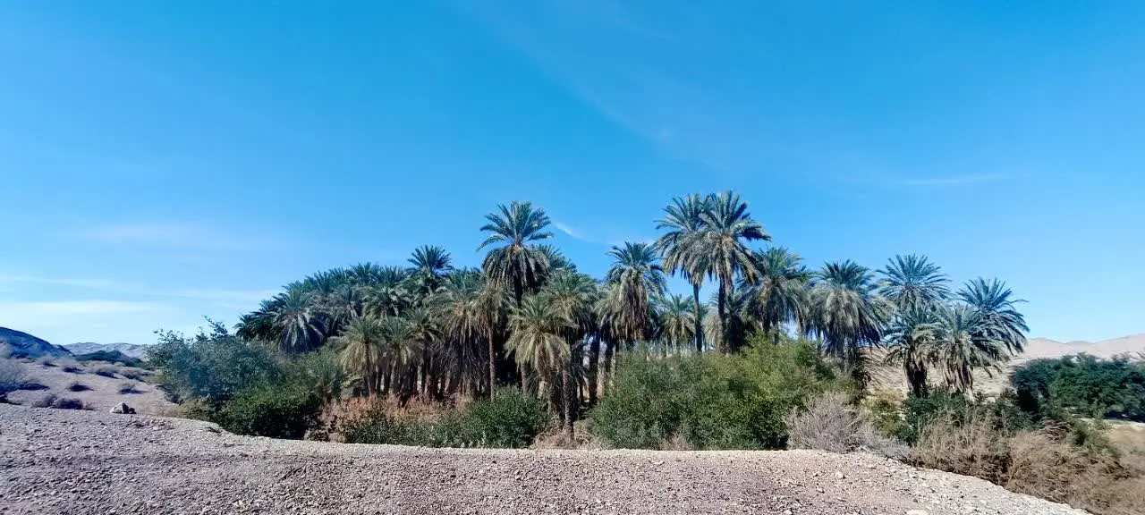 ثبت حضور خرس سیاه آسیایی در جنوب استان فارس