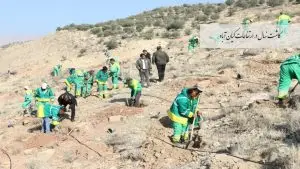 کاشت ۵.۵ میلیون نهال و بذر در سطح کلان‌شهر شیراز و کمربند سبز پیرامونی تا پایان اسفندماه جاری