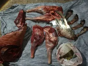 دستگیری شکارچی متخلف و کشف لاشه بز وحشی در قیروکارزین