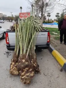برگزاری مانور برخورد با حمل و نقل بدون ضابطه پاجوش خرما در فارس