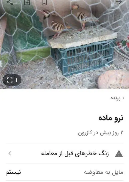 با افشای اطلاعات فروش پرندگان کبک در سایت دیوار متخلف زنده‌گیری پرندگان وحشی دستگیر شد