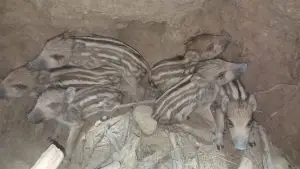 نجات شش توله گراز گرفتار در چاه ۱۵ متری توسط محیط‌بانان کازرون