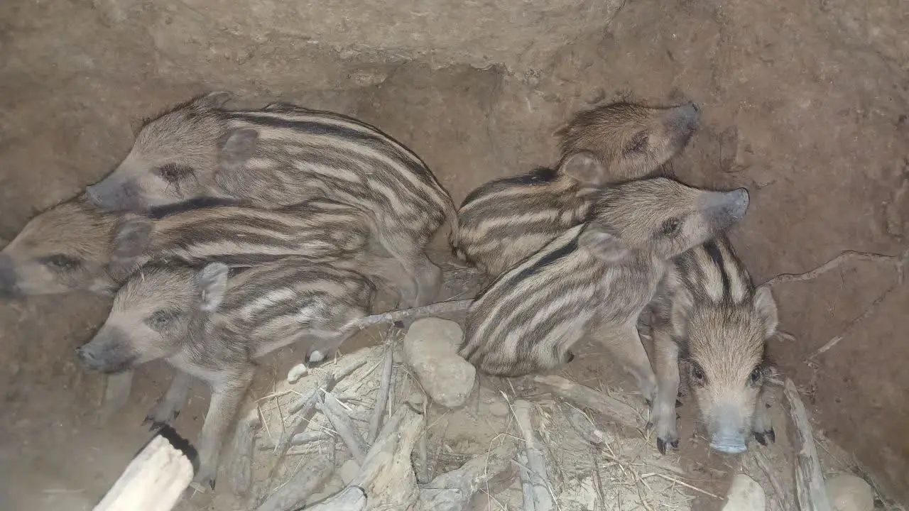 نجات شش توله گراز گرفتار در چاه ۱۵ متری توسط محیط‌بانان کازرون