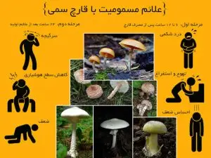 اینفوگرافیک / علایم مسمومیت با قارچ سمی