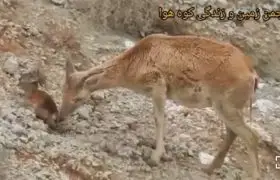 دوقلوهای امید در کوه هوا لامرد