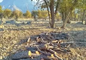 دستگیری متخلف قطع درخت بلوط در دشت برم کازرون؛ محیط‌بانان فارس از «میراث سبز» صیانت کردند