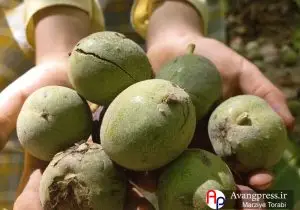 گزارش تصویری / برداشت گردو در دشتک فارس