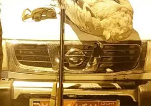 کشف لاشه درنای خاکستری در ارسنجان؛ شکارچی متخلف دستگیر شد