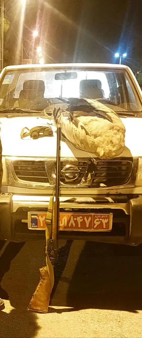 کشف لاشه درنای خاکستری در ارسنجان؛ شکارچی متخلف دستگیر شد