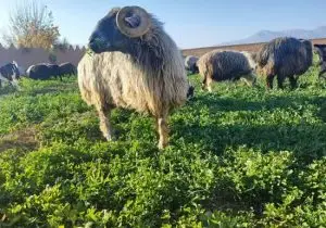 گوسفند کبوده شیراز در مسیر ثبت جهانی
