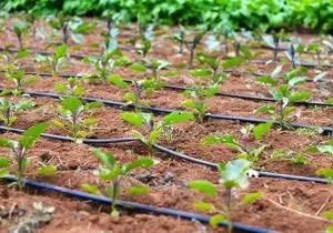 طرح تشویقی برق رایگان برای کشاورزان صرفه جو در استان فارس