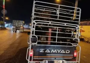 توقیف خودرو حامل ۳۵ رأس گوسفند فاقد مجوز در شهرستان رستم