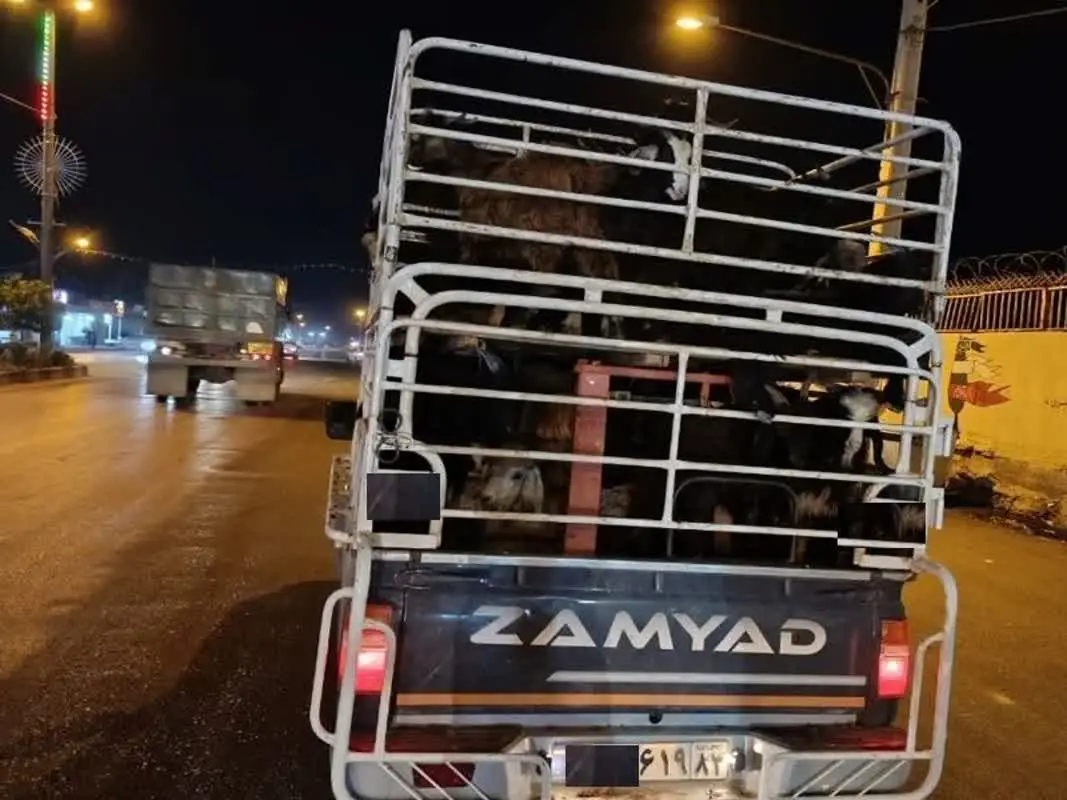 توقیف خودرو حامل ۳۵ رأس گوسفند فاقد مجوز در شهرستان رستم